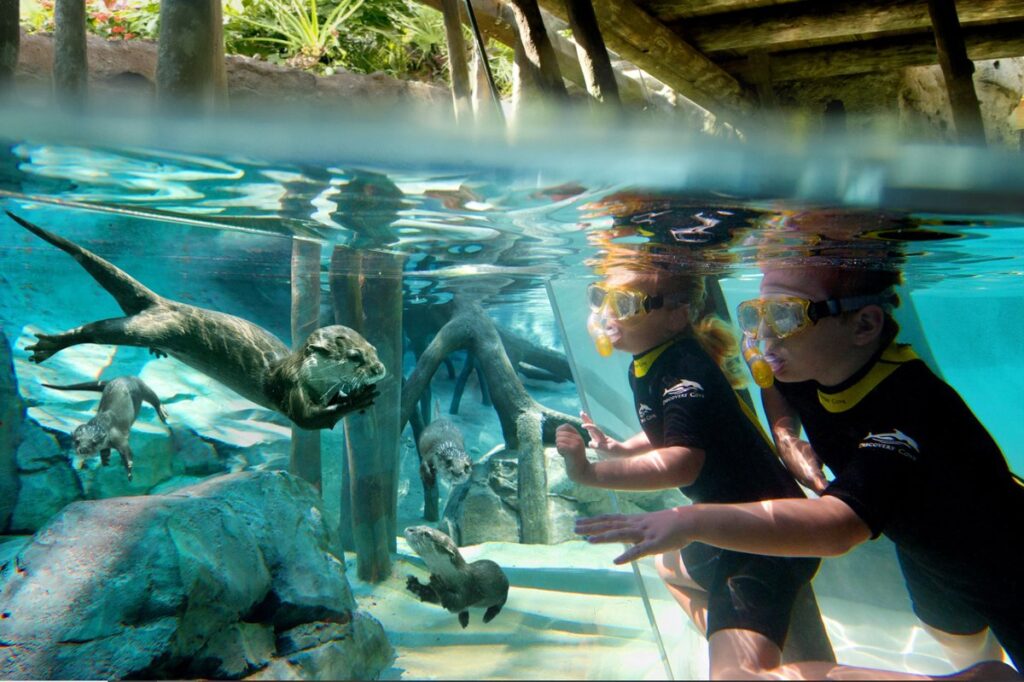 Crianças observando lontras no Freshwater Oasis, Discovery Cove.