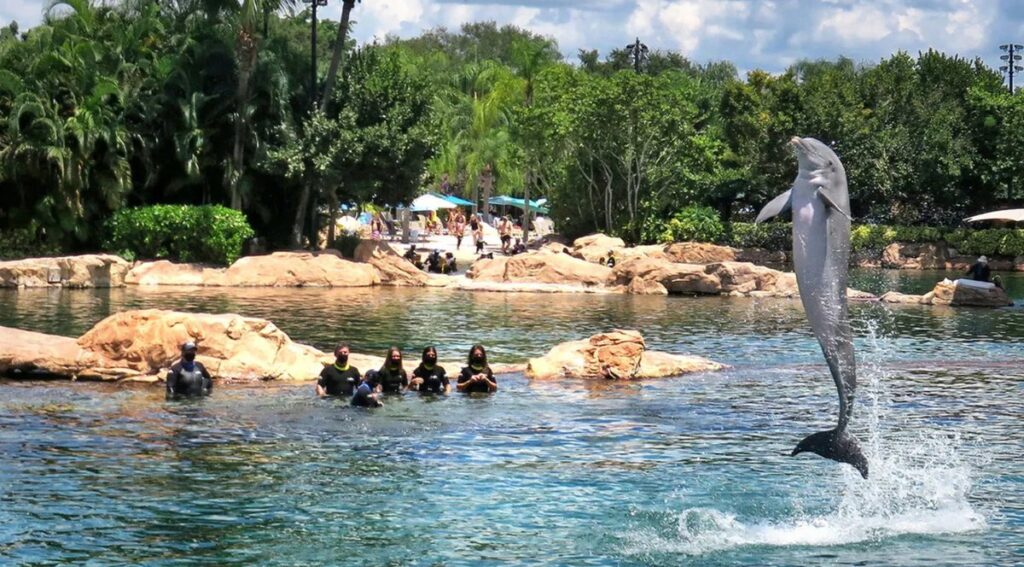 Golfinho realizando salto durante interação com visitantes no Discovery Cove.