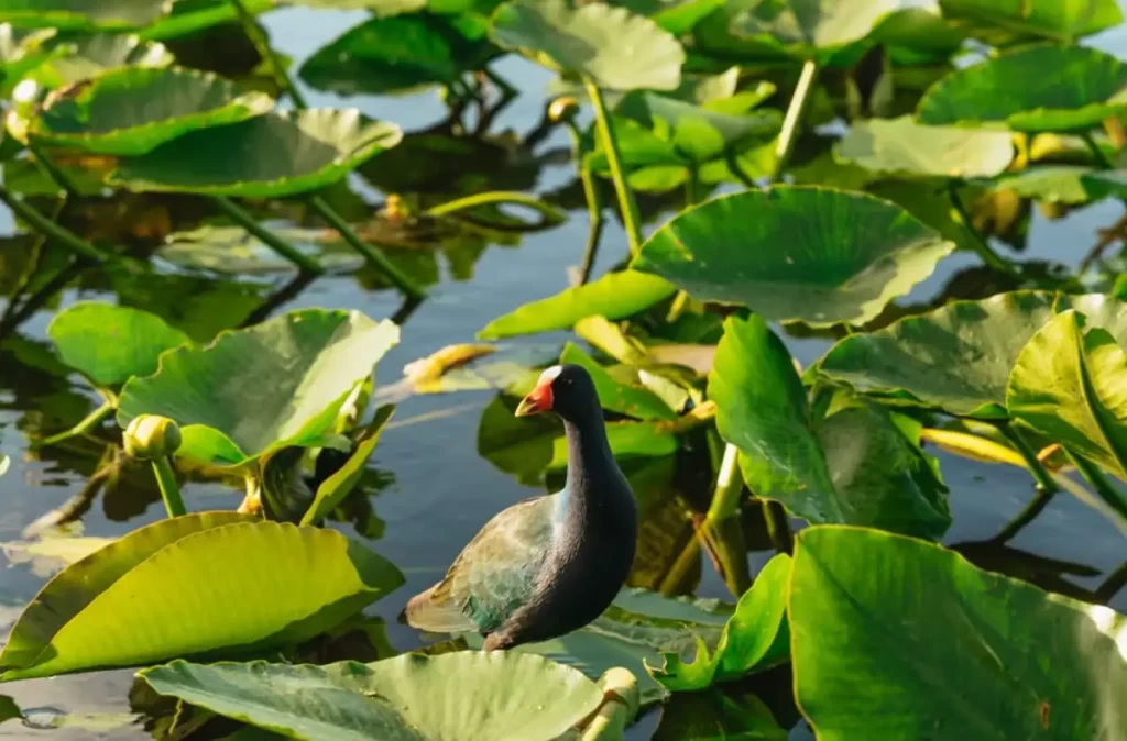 Ave sobre vegetação aquática nos Everglades