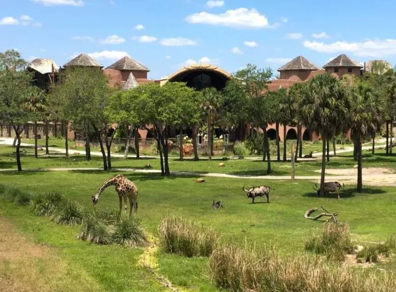 Vista da savana do Animal Kingdom Lodge com girafas e animais