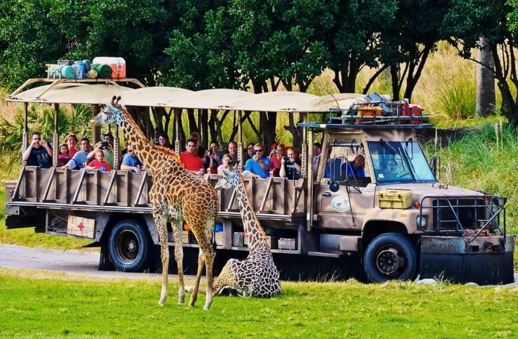Veículo do Kilimanjaro Safari com girafas próximas