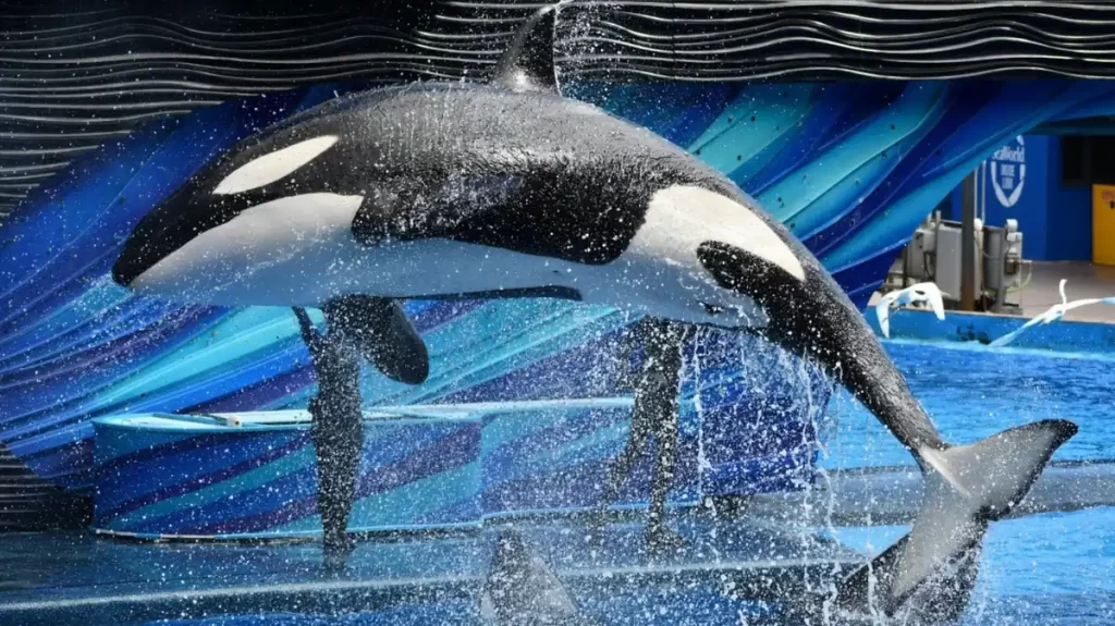 Show das Baleias no SeaWorld Orlando