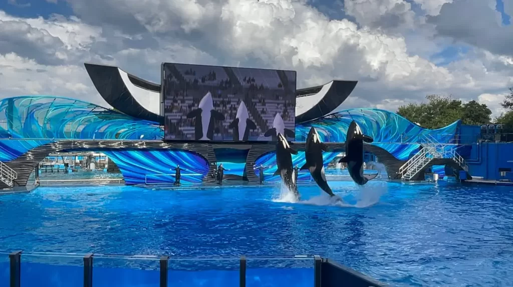 Três baleias-orcas se apresentando no palco principal do show Orca Encounter no SeaWorld Orlando.