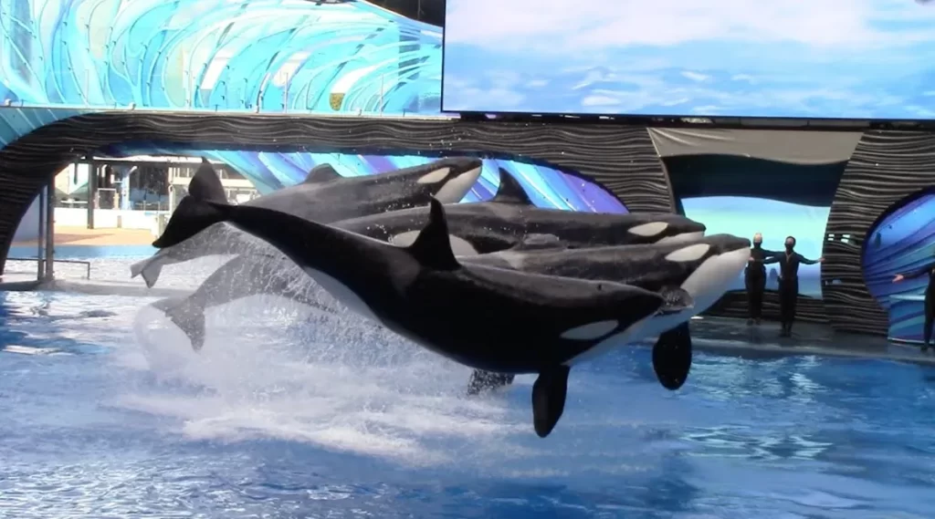 Grupo de baleias-orcas saltando em sincronia durante o Orca Encounter no SeaWorld Orlando.