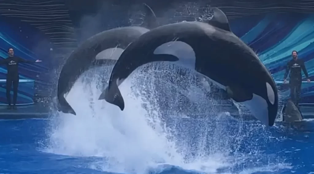 Duas baleias-orcas executando salto duplo no show Orca Encounter, SeaWorld Orlando.