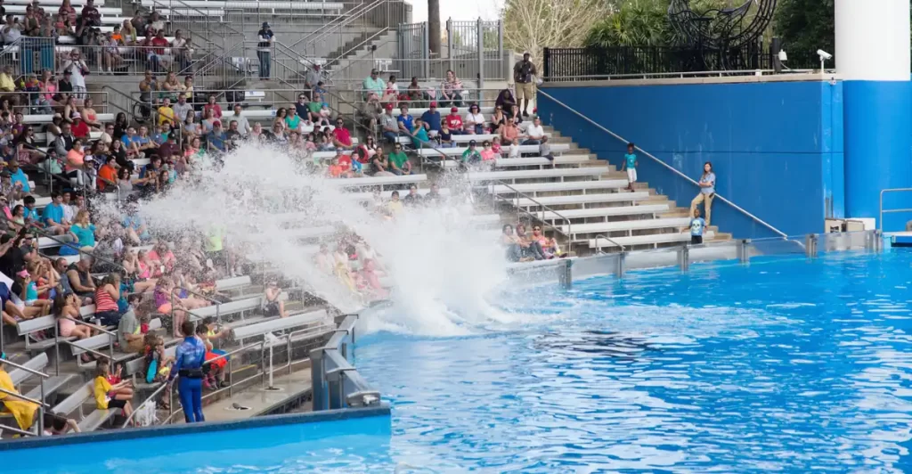Visitantes vibram e se divertem na “splash zone” do show Orca Encounter no SeaWorld Orlando, onde as orcas impressionam com saltos e mergulhos que geram grandes ondas.