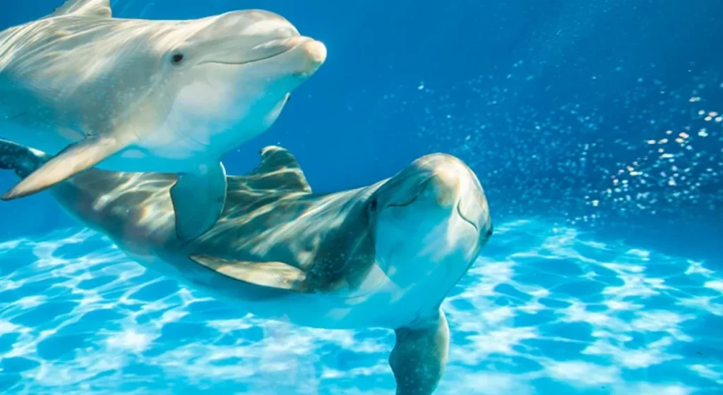 Golfinhos durante a experiência Dolphin Encounter no SeaWorld Orlando