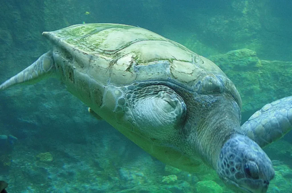 Tartaruga marinha nadando no TurtleTrek, atração educativa do SeaWorld Orlando