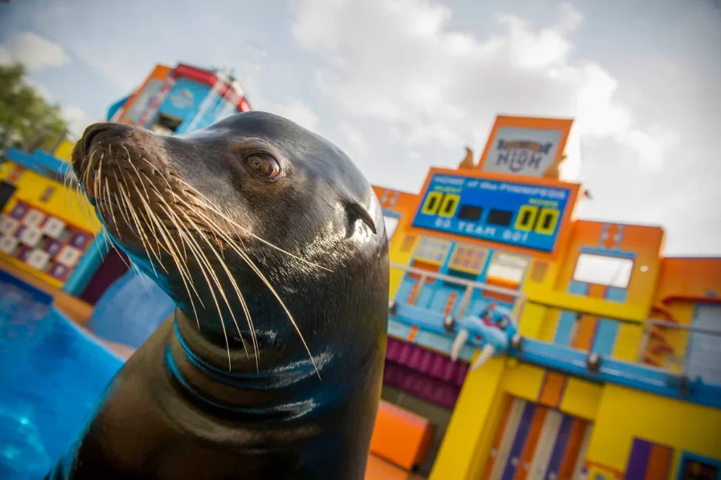 Leão-marinho durante o show Sea Lion High no SeaWorld Orlando
