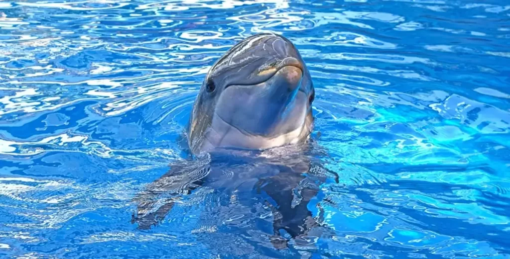 Golfinho na Dolphin Nursery, área de cuidados e observação no SeaWorld Orlando