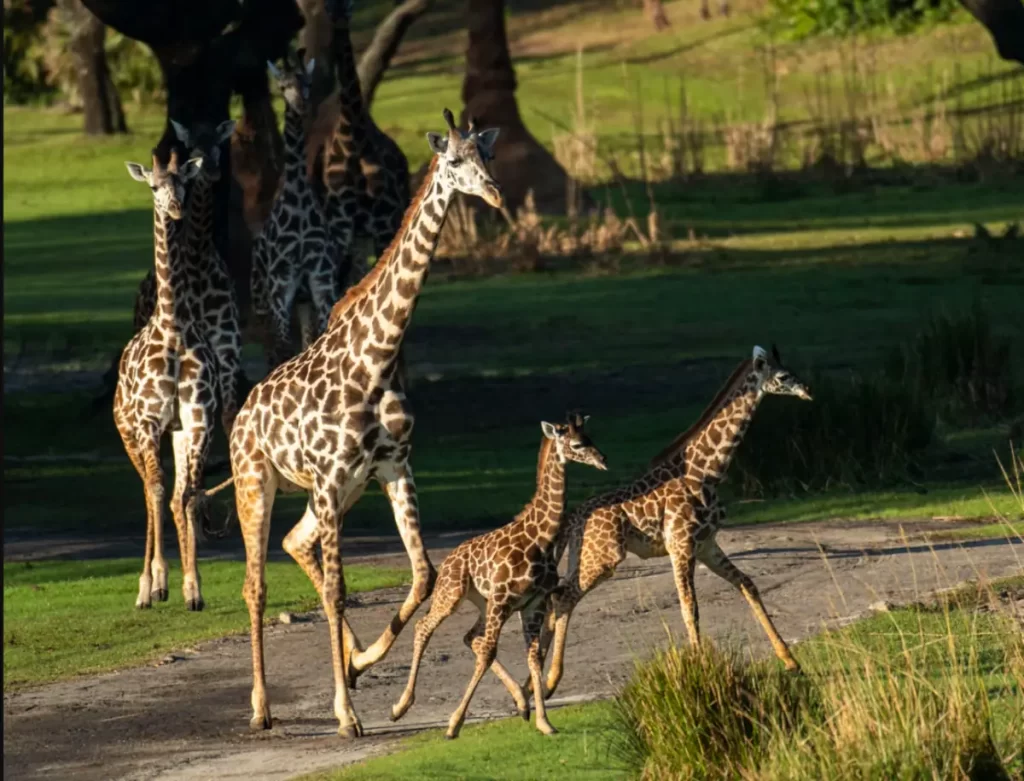 Girafas caminhando na savana do Kilimanjaro Safaris no Animal Kingdom da Disney