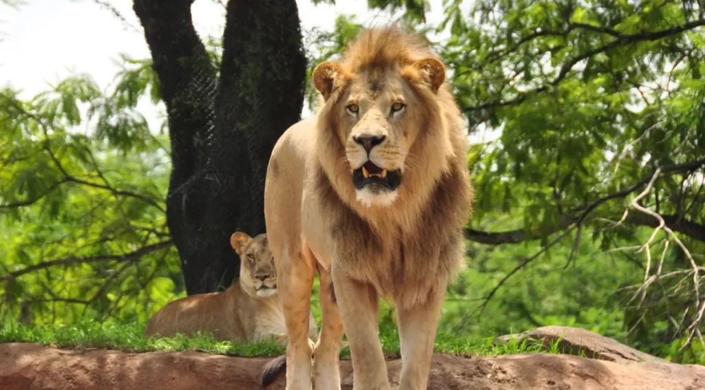 Melhores Atrações Animal Kingdom 2026: Ranking, Dicas e Como Evitar Filas - Leão observado durante o safari no Kilimanjaro Safaris, uma das atrações mais populares do Animal Kingdom.