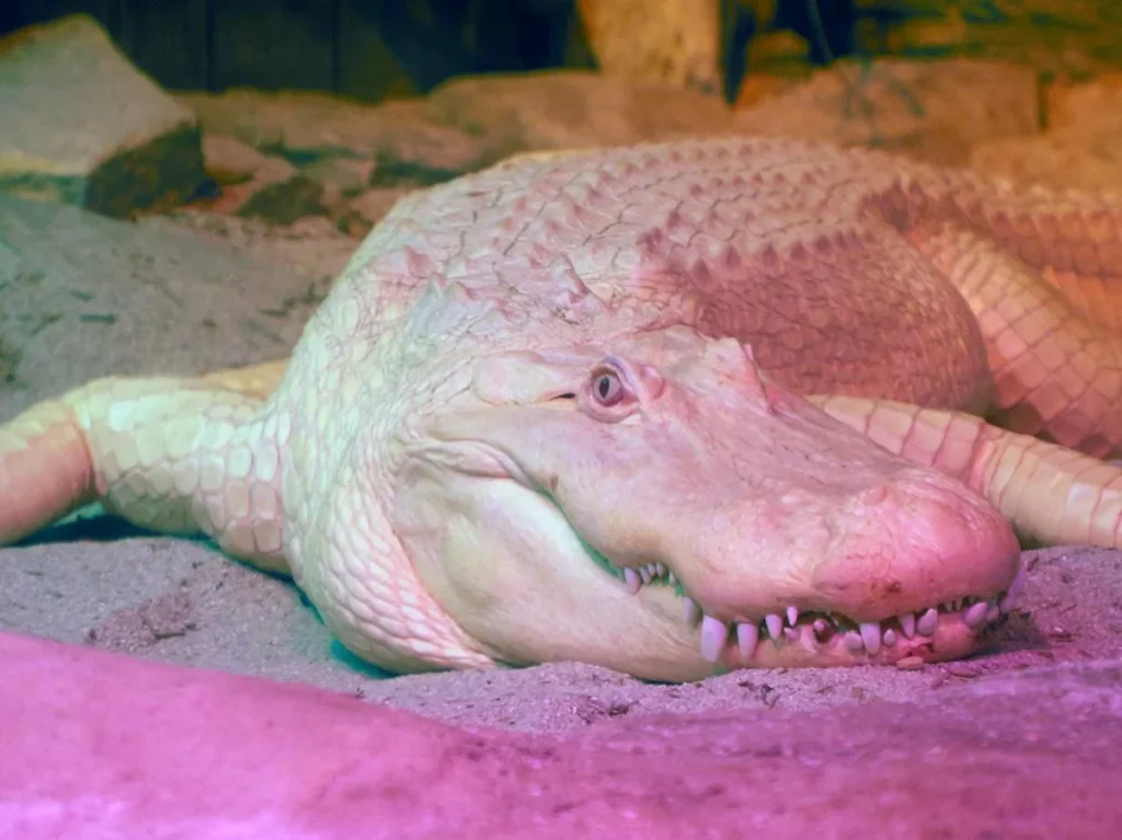 Close de jacaré albino descansando no Gatorland Orlando na Flórida