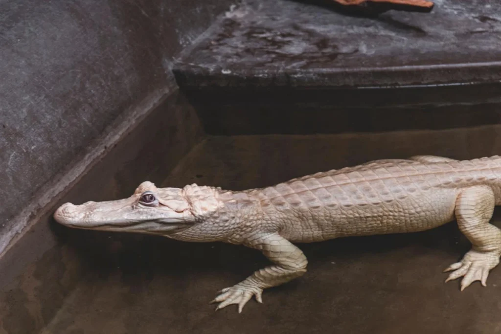 Jacaré albino raro no Gatorland Orlando exibido em ambiente controlado